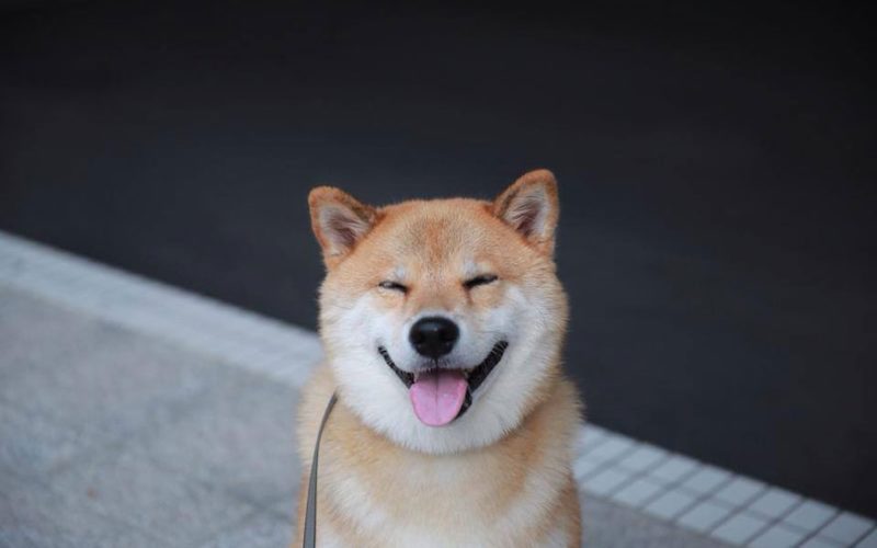 happy-dog-maru-shiba-inu-7