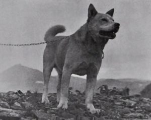 NIPPO - первые собаки