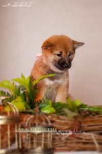 Купить щенка сиба ину в Воронеже