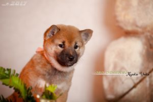 Купить щенка сиба ину в Воронеже